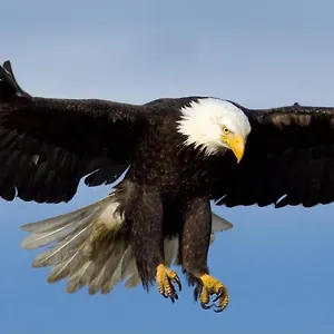 Eagles Land Apartamento